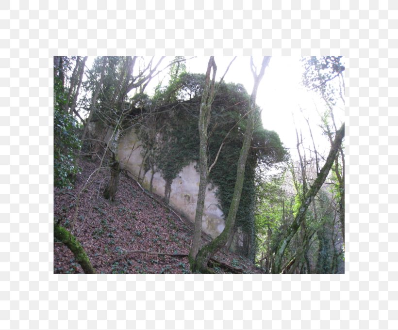 Abutment Viaduc Du Furan Rainforest Biome Jungle, PNG, 602x681px, Abutment, Architectural Engineering, Biome, Branch, Branching Download Free