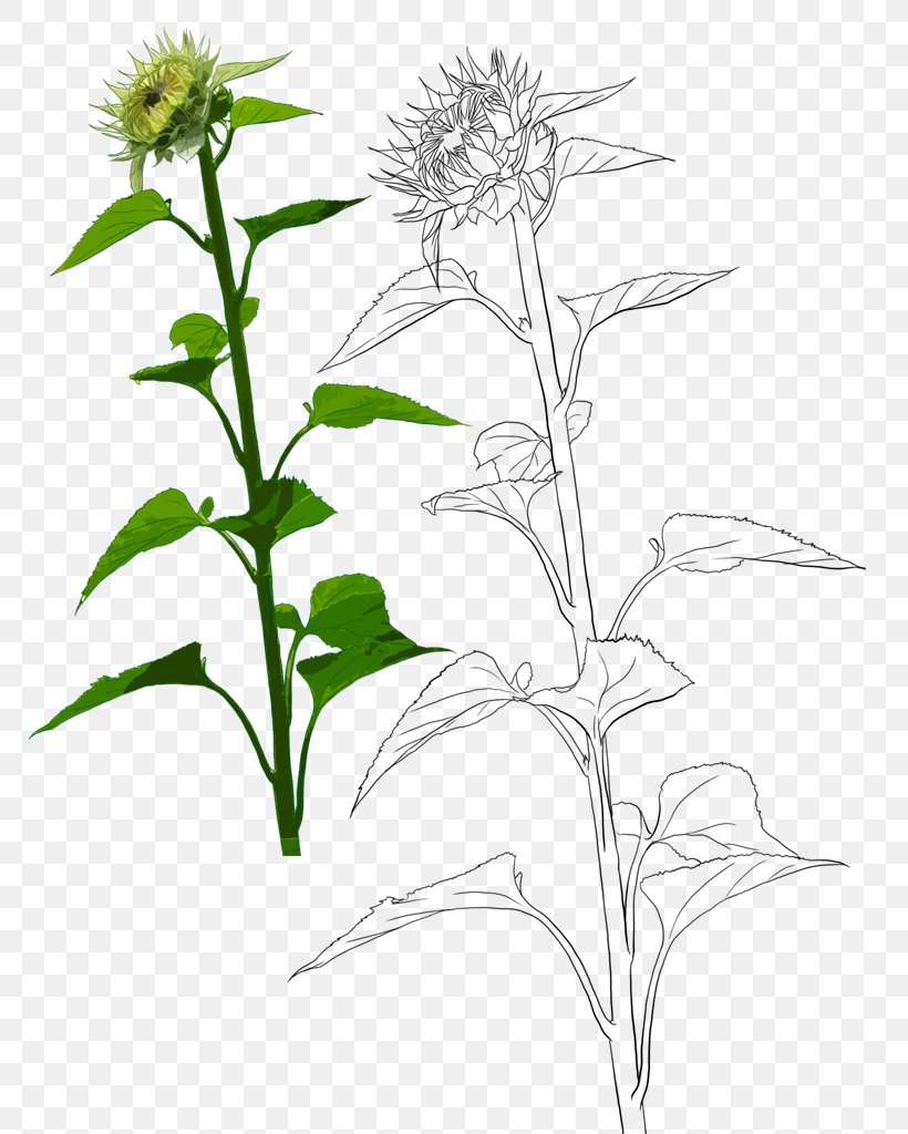Common Sunflower Euclidean Vector Sunflower Oil, PNG, 768x1024px, Common Sunflower, Black And White, Branch, Designer, Drawing Download Free