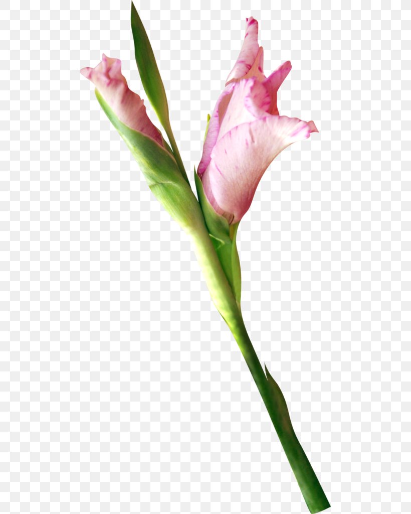 Cut Flowers Bud Flower Garden Plant Stem, PNG, 501x1024px, Cut Flowers, Art, Bud, Flower, Flower Garden Download Free