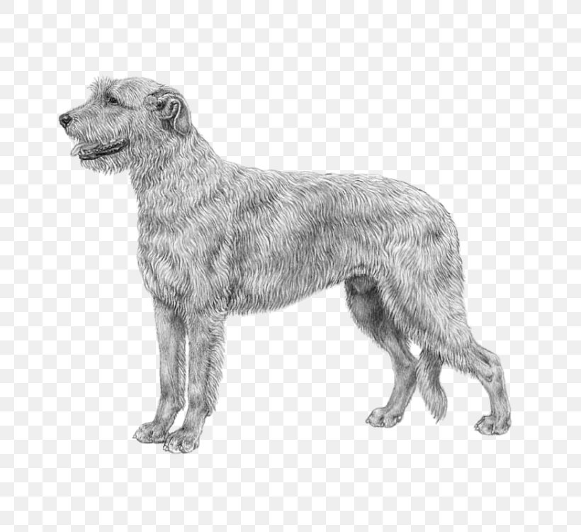 Irish Wolfhound Borzoi Saluki Greyhound Great Dane, PNG, 750x750px, Irish Wolfhound, Afghan Hound, Bernese Mountain Dog, Black And White, Borzoi Download Free