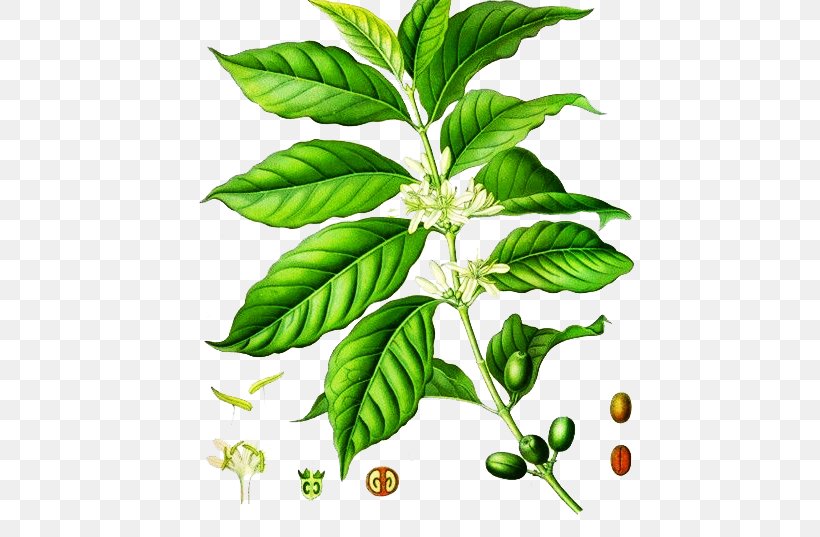 Arabica Coffee Robusta Coffee Kxf6hlers Medicinal Plants Coffea Liberica, PNG, 475x537px, Coffee, Arabica Coffee, Berry, Branch, Caffeine Download Free