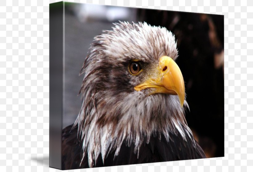 Bald Eagle Beak Close-up Feather, PNG, 650x560px, Bald Eagle, Accipitriformes, Beak, Bird, Bird Of Prey Download Free