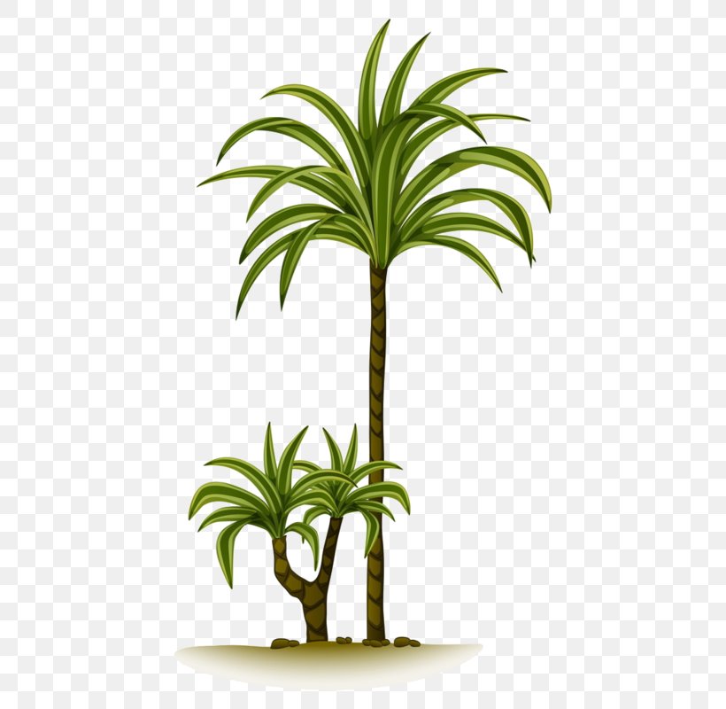 Clip Art Vector Graphics Palm Trees Gallery Of Trees Illustration, PNG, 470x800px, Palm Trees, Arecales, Flowering Plant, Flowerpot, Gallery Of Trees Download Free