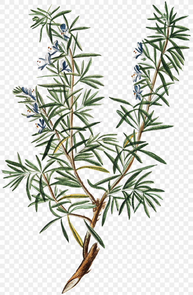 Herb Farm Rosemary Pianta Aromatica Herbes De Provence, PNG, 1570x2400px, Herb, Branch, Craft, Garden State Plaza Boulevard, Herb Farm Download Free