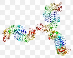 Biglycan Proteoglycan Decorin Glycosaminoglycan Cartilage PNG