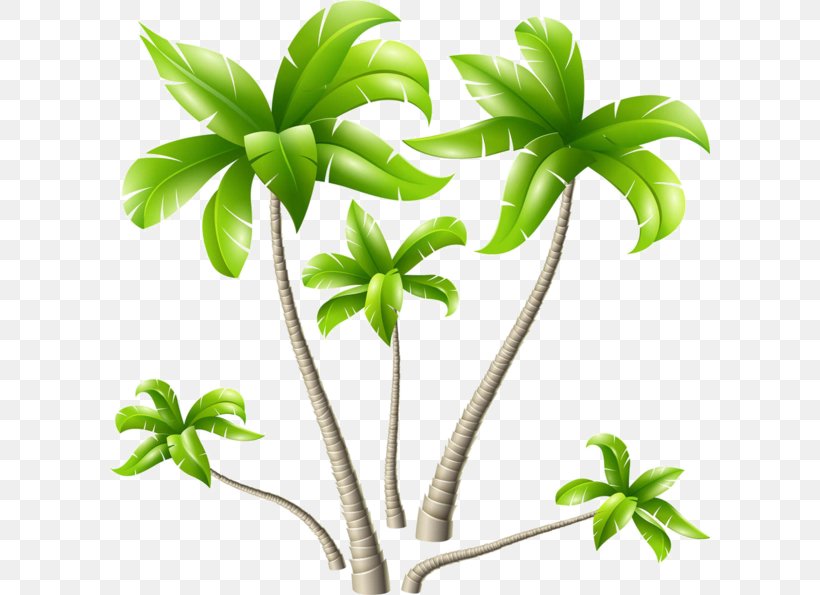 Coconut Arecaceae Tree, PNG, 600x595px, Juice, Arecaceae, Bottle, Branch, Coconut Download Free