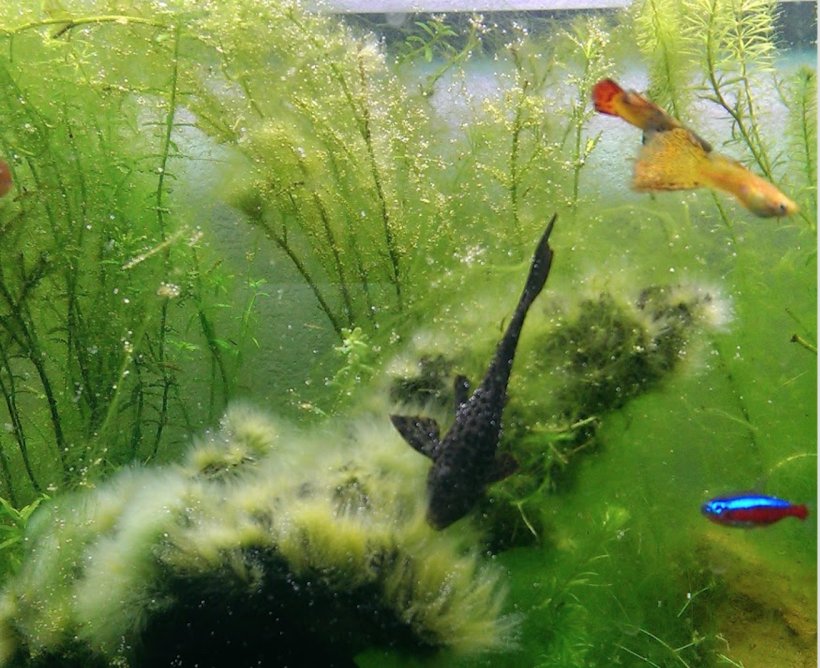 Koi Aquarium Goldfish Aquatic Plants, PNG, 1312x1070px, Koi, Algae, Algae Scrubber, Aquarium, Aquarium Filters Download Free