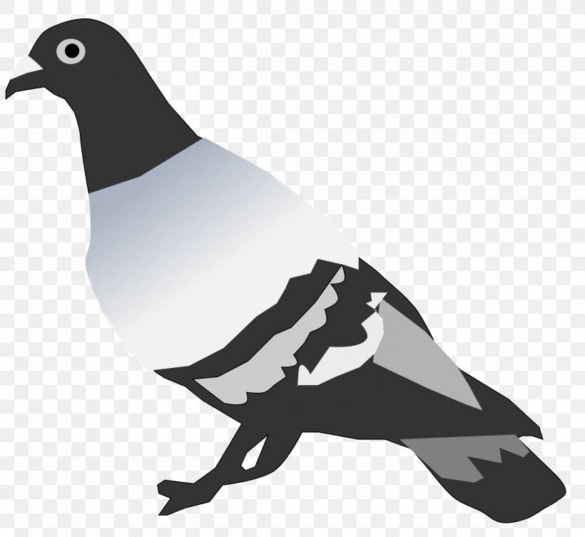 Rock Dove Pigeons And Doves Crandell Pest Control Clip Art, PNG, 2400x2205px, Rock Dove, Animal, Beak, Bird, Black And White Download Free