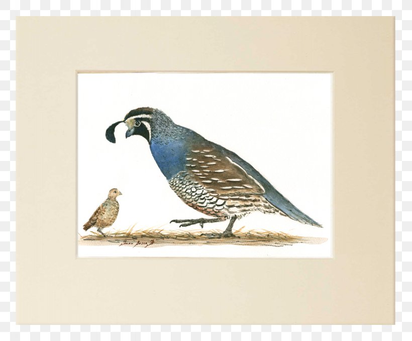 California Quail Bird Painting Art, PNG, 1229x1017px, Quail, Art, Artist, Beak, Bird Download Free