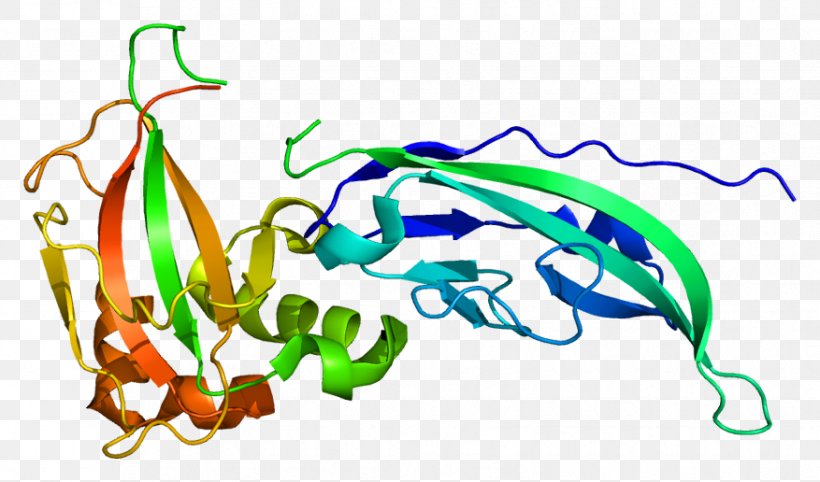 Dystroglycan Fukuyama Congenital Muscular Dystrophy Protein Dystrophin Skeletal Muscle, PNG, 877x516px, Dystroglycan, Area, Artwork, Basement Membrane, Cell Download Free