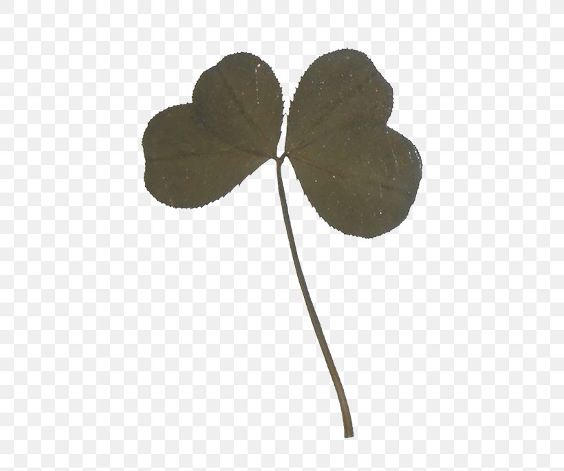 Four-leaf Clover Happiness Red Clover Amulet Symbol, PNG, 500x685px, Fourleaf Clover, Amulet, Clover, Happiness, Information Download Free