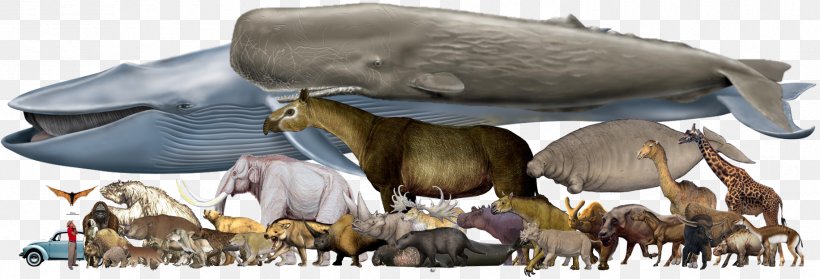 Megafauna Reptile Mammal Homo Sapiens Rhinoceros, PNG, 1832x624px, Megafauna, Animal, Animal Figure, Argentavis Magnificens, Blue Whale Download Free