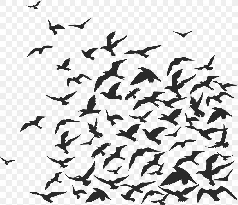 Rook Bird Flock, PNG, 7939x6829px, Rook, Animal Migration, Beak, Bird, Bird Migration Download Free