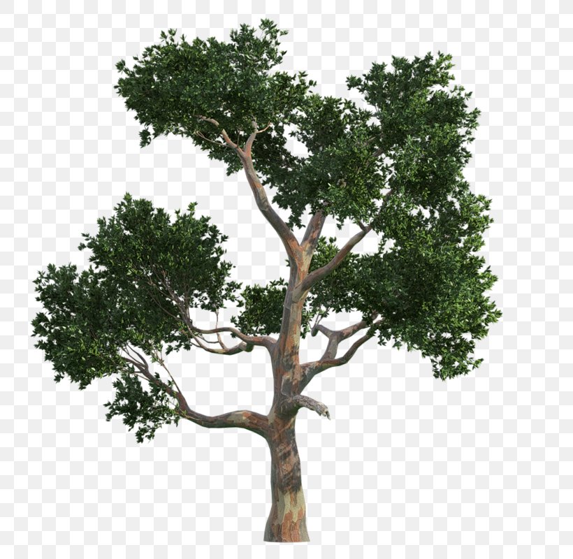 Tree Drawing Clip Art, PNG, 800x800px, Tree, Branch, Christmas Tree, Drawing, Fir Download Free