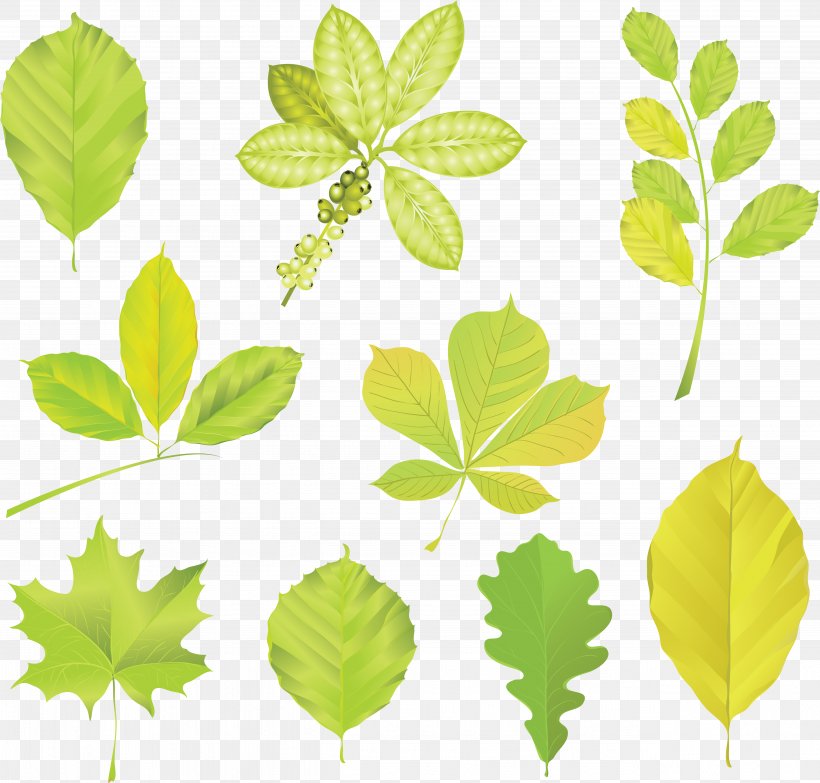 Trees And Leaves Leaf Clip Art, PNG, 5108x4878px, Trees And Leaves, Art, Autumn Leaf Color, Branch, Green Download Free