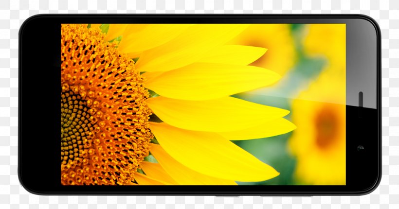 Common Sunflower Photography Installation Art, PNG, 970x509px, Common Sunflower, Depositphotos, Display Device, Electronic Device, Flower Download Free