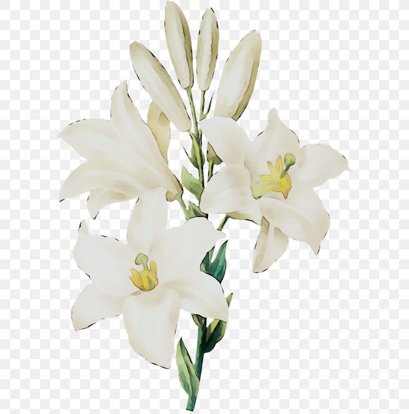 Madonna Lily Watercolor Painting Clip Art Botanical Illustration, PNG, 600x830px, Madonna Lily, Art, Artificial Flower, Bellflower Family, Botanical Illustration Download Free
