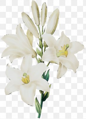 Madonna Lily Easter Lily Watercolor Painting Flower, PNG, 624x800px ...