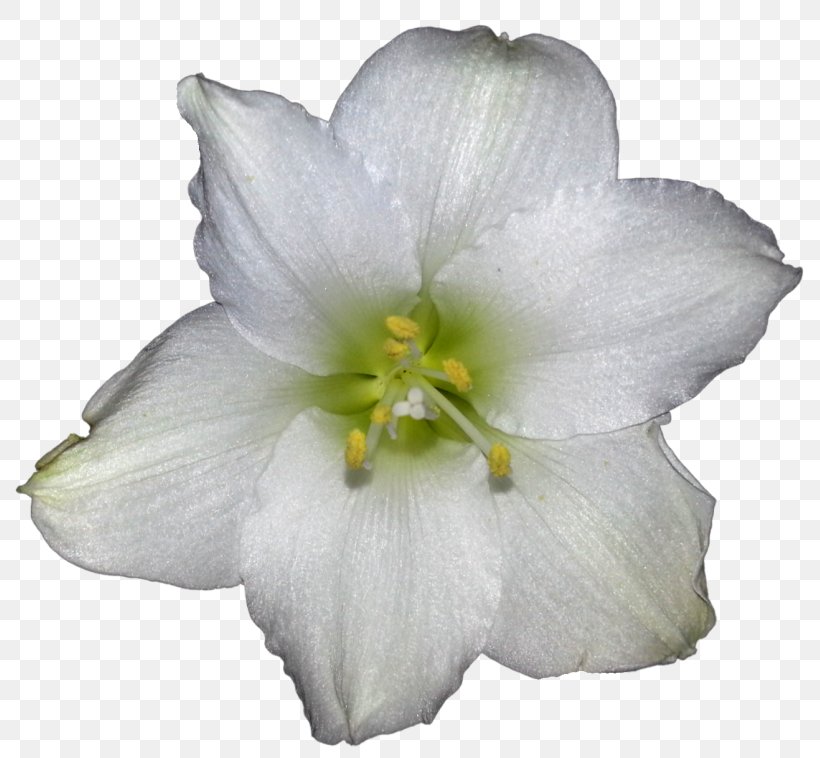 Cape Jasmine Clip Art Plants White, PNG, 800x758px, Cape Jasmine, Amaryllis, Amaryllis Belladonna, Amaryllis Family, Cut Flowers Download Free