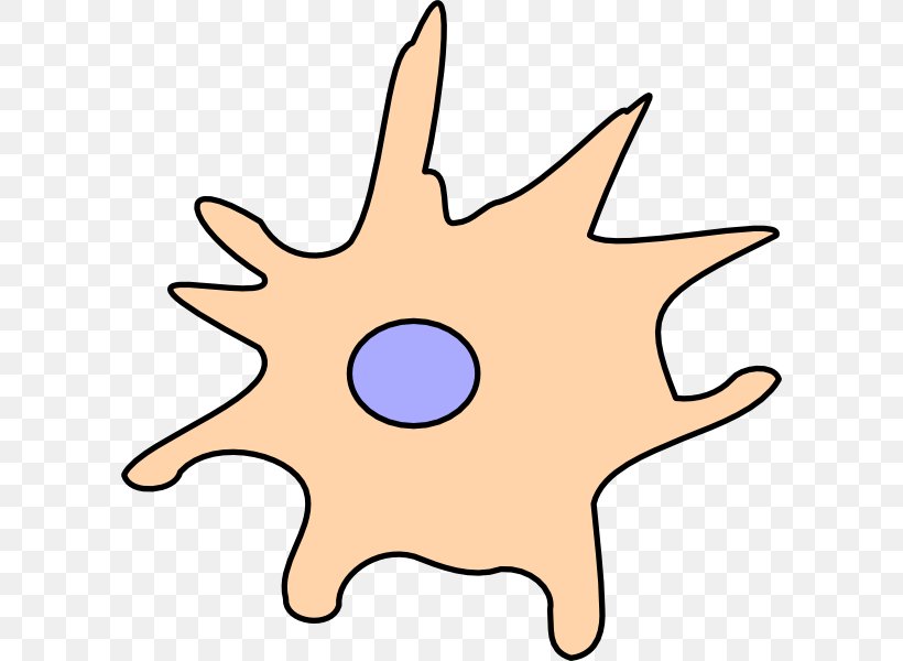 Dendritic Cell Drawing Clip Art, PNG, 600x600px, Dendritic Cell, Artwork, Cell, Cell Migration, Dendrite Download Free