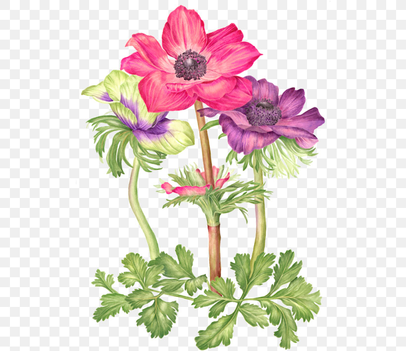 Floral Design, PNG, 516x709px, Floral Design, Drawing, India Ink, Paint, Painting Download Free