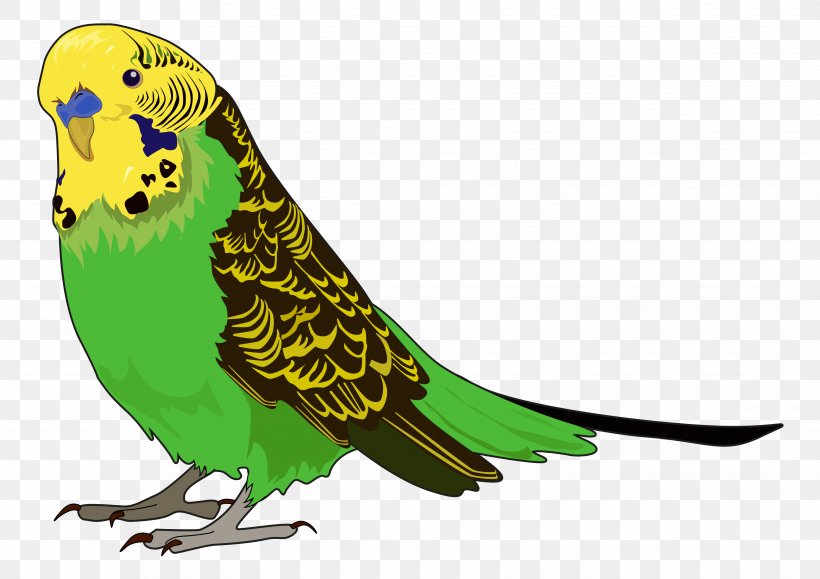 Budgerigar Parrot Bird Cat Pet, PNG, 3508x2480px, Budgerigar, Aquarium, Beak, Bedding, Bird Download Free