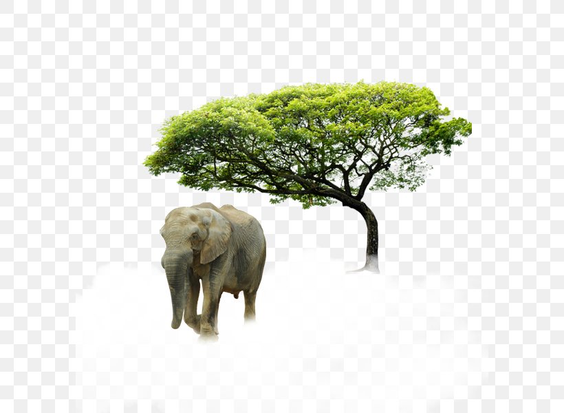 Elephant, PNG, 600x600px, Tree, African Elephant, Elephant, Elephants And Mammoths, Fauna Download Free