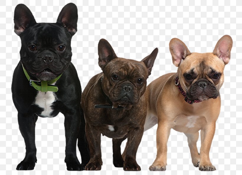 French Bulldog Newfoundland Dog Puppy, PNG, 800x596px, French Bulldog, Bulldog, Carnivoran, Collar, Companion Dog Download Free