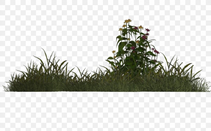 Grass Plant Meadow .de Tree, PNG, 1023x639px, Grass, Deviantart, Evergreen, Glade, Grass Family Download Free