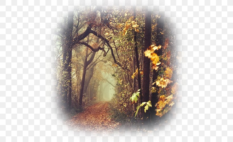 Nature Photography Landscape Photography, PNG, 500x500px, Photography, Art, Autumn, Branch, Composition Download Free