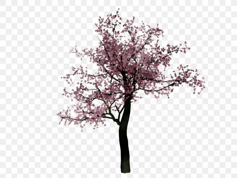 ST.AU.150 MIN.V.UNC.NR AD Cherry Blossom Purple Cherries, PNG, 1708x1281px, Stau150 Minvuncnr Ad, Blossom, Branch, Cherries, Cherry Blossom Download Free