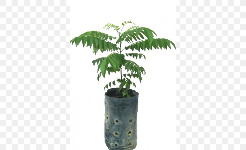 Arecaceae Flowerpot Houseplant Leaf Plant Stem, PNG, 500x500px, Arecaceae, Arecales, Flowerpot, Houseplant, Leaf Download Free