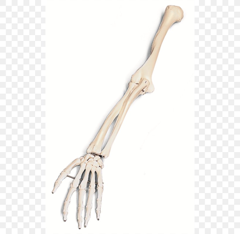 Arm Human Skeleton Bone Clip Art, PNG, 510x800px, Arm, Anatomy, Bone, Clavicle, Hand Download Free