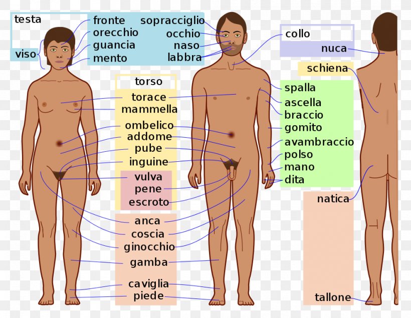 Hip Homo Sapiens Human Body Human Anatomy, PNG, 989x767px, Watercolor, Cartoon, Flower, Frame, Heart Download Free