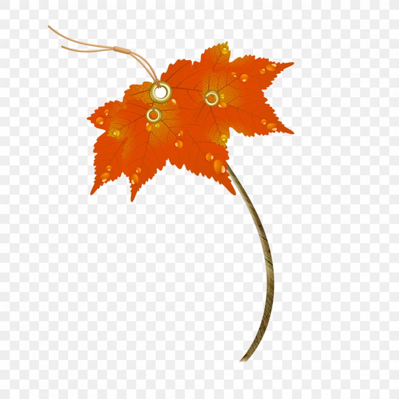 Maple Leaf Image Autumn Umbrella, PNG, 2000x2000px, Maple Leaf, Autumn, Autumn Leaf Color, Flower, Flowering Plant Download Free