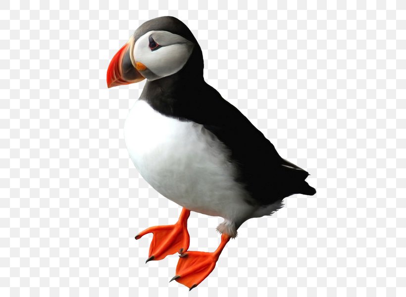 Puffin Penguin Beak Auk, PNG, 600x600px, Puffin, Auk, Beak, Bird, Charadriiformes Download Free
