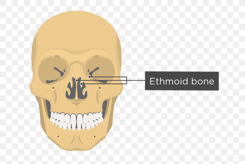 Vomer Lacrimal Bone Nasal Concha Anatomy Nasal Bone, PNG, 745x550px, Vomer, Anatomy, Bone, Ethmoid Bone, Ethmoid Sinus Download Free