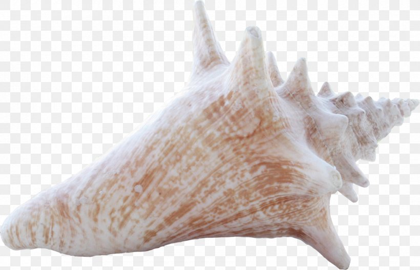 Conch Download Sea Snail Seashell, PNG, 1800x1158px, Conch, Albom, Conchology, Fauna, Gratis Download Free