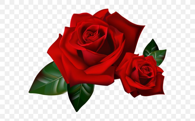 Garden Roses Clip Art Flower, PNG, 600x510px, Rose, Cut Flowers, Drawing, Floral Design, Floribunda Download Free