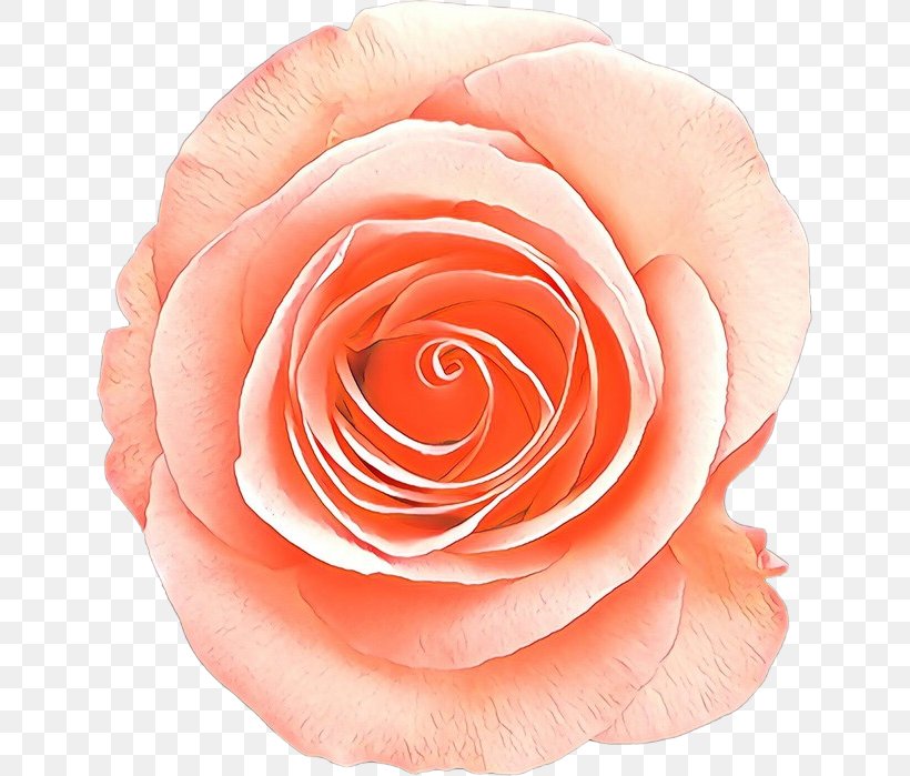 Garden Roses, PNG, 645x699px, Cartoon, Floribunda, Flower, Garden Roses, Hybrid Tea Rose Download Free