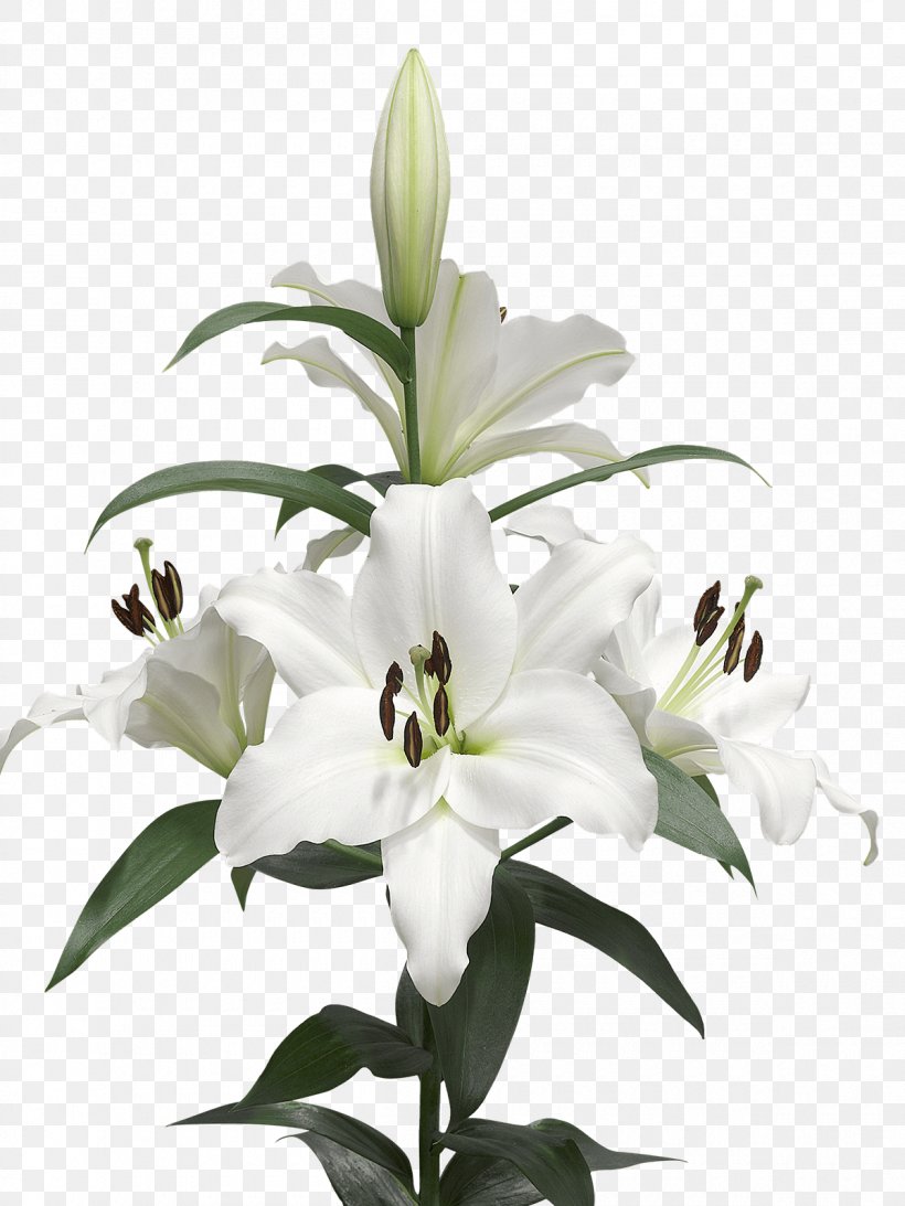 Lilium Candidum Cut Flowers White Bulb, PNG, 1200x1600px, Lilium Candidum, Black And White, Bud, Bulb, Color Download Free
