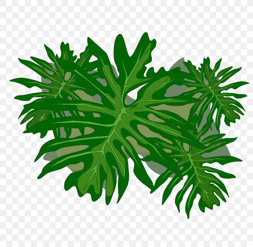 Philodendron Undulatum Clip Art, PNG, 800x800px, Philodendron, Herbalism, Leaf, Plant, Plant Stem Download Free