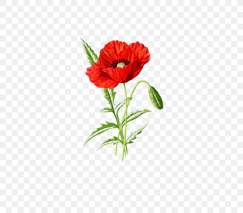 Poppy Seed Supreme Flower, PNG, 494x720px, Poppy Seed, Annual Plant, Carnation, Common Poppy, Coquelicot Download Free
