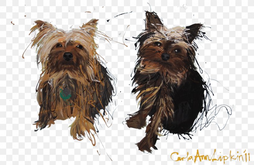 Yorkshire Terrier Rosedale-Moore Park Veterinary Clinic Australian Silky Terrier Cairn Terrier Australian Terrier, PNG, 860x560px, Yorkshire Terrier, Affenpinscher, Australian Silky Terrier, Australian Terrier, Cairn Terrier Download Free