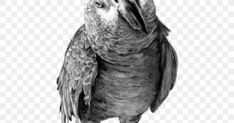 Parrot Drawing Birds Pencil Sketch, PNG, 1200x630px, Parrot, Art, Artist, Beak, Bird Download Free