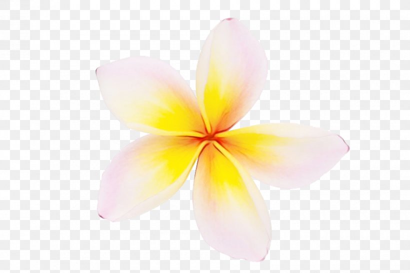 Petal Frangipani Flower Pink Plant, PNG, 900x600px, Watercolor, Flower, Frangipani, Paint, Petal Download Free