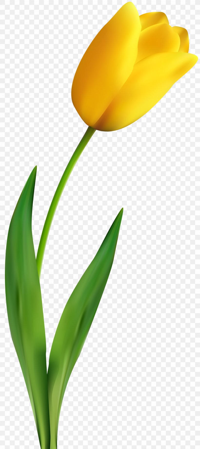 Tulip Flower Yellow Clip Art, PNG, 3574x8000px, Tulip, Flower, Flowering Plant, Green, Leaf Download Free