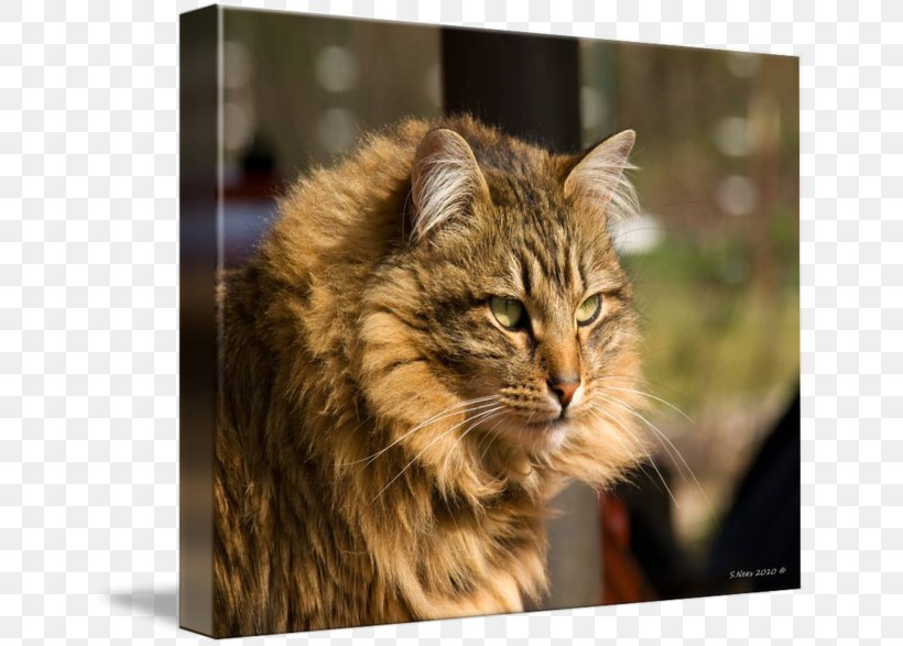 Maine Coon American Bobtail Siberian Cat Norwegian Forest Cat Whiskers, PNG, 650x587px, Maine Coon, American Bobtail, American Curl, Carnivoran, Cat Download Free