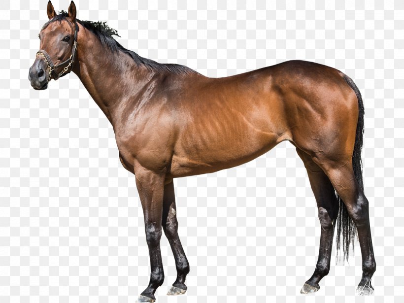 Thoroughbred Stallion WinStar Farm Foal Darley Stud, PNG, 1200x900px, Thoroughbred, American Quarter Horse, Bit, Bridle, Colt Download Free