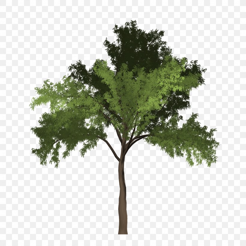 Trees And Leaves Black Locust Clip Art, PNG, 1280x1280px, Tree, American Larch, Beech, Black Locust, Branch Download Free